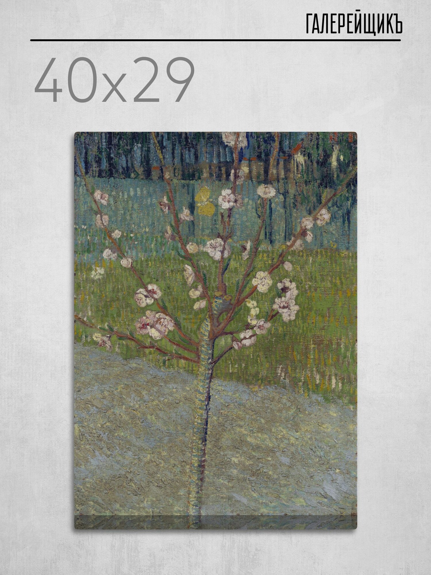 Картина на холсте, Винсент ван Гог "Цветущее миндальное дерево", 29x40см / Галерейщикъ