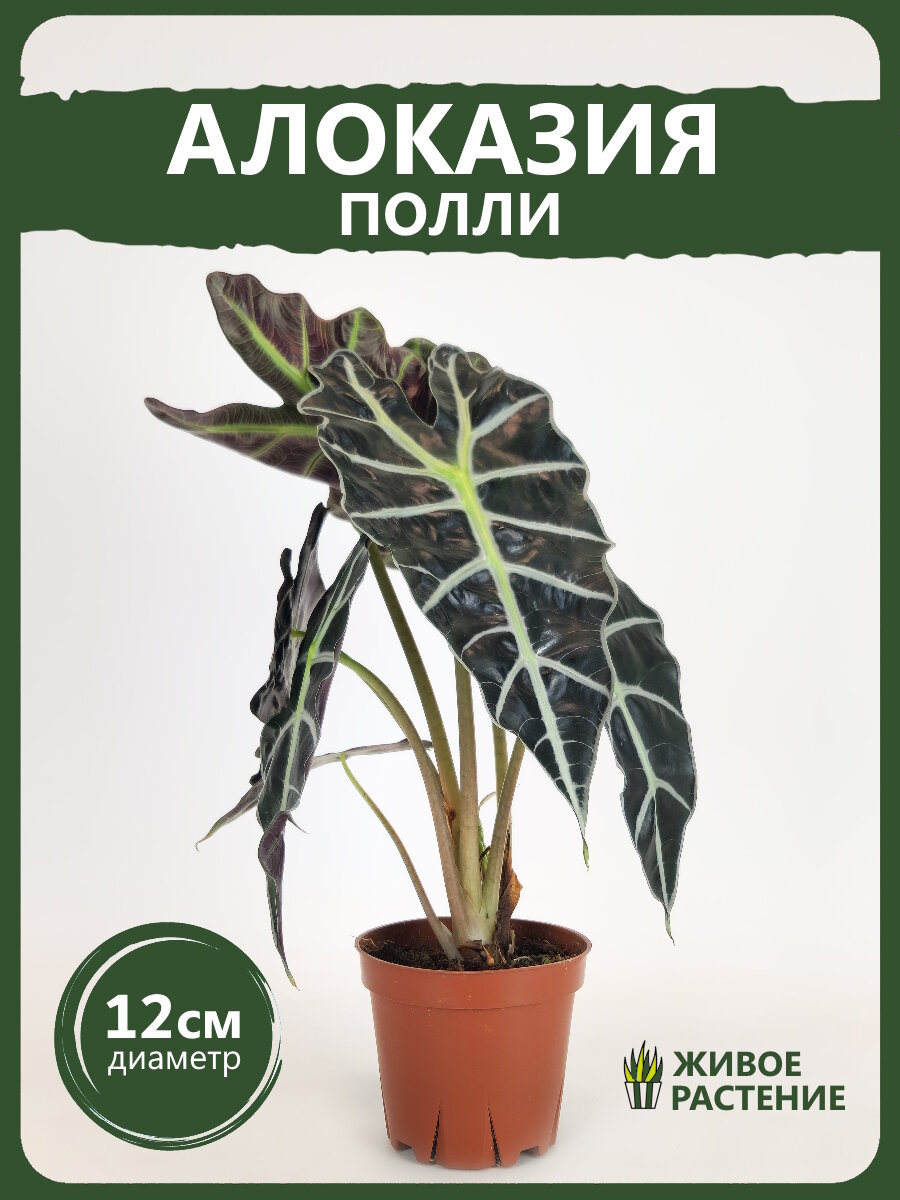 Алоказия Полли D-12