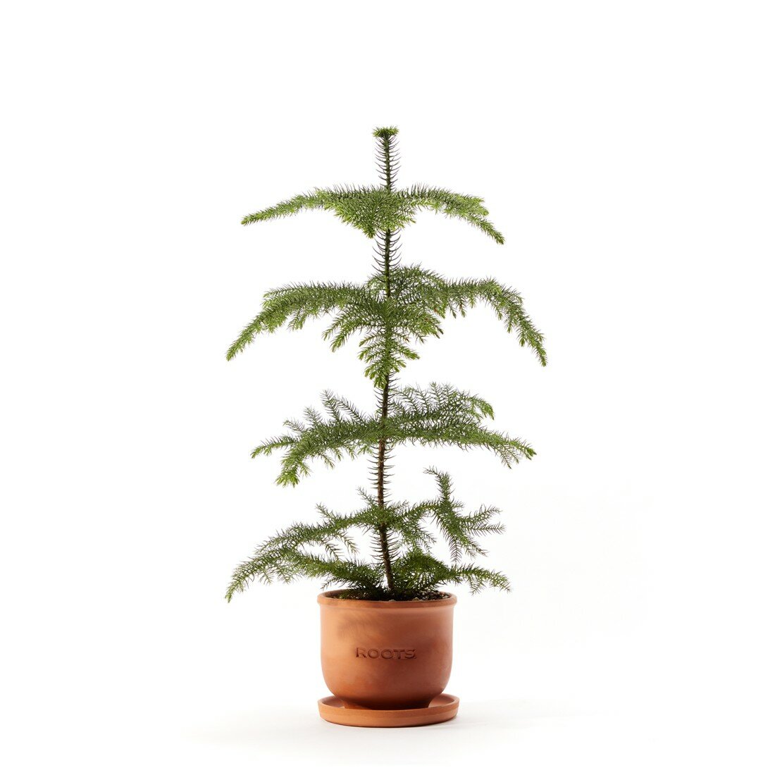 Араукария d12