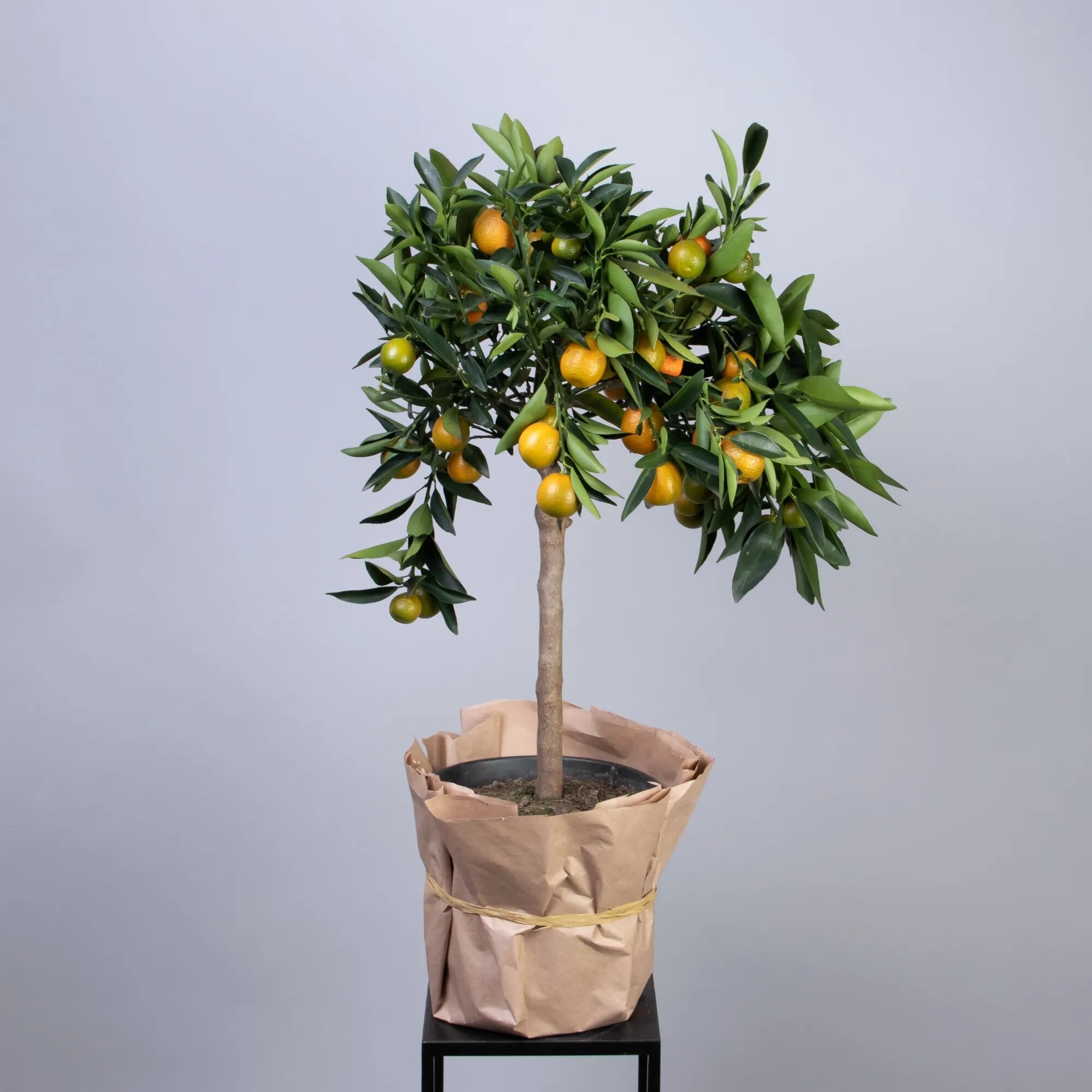 Цитрофортунелла Каламондин штамбовая (D-21 Н-70)