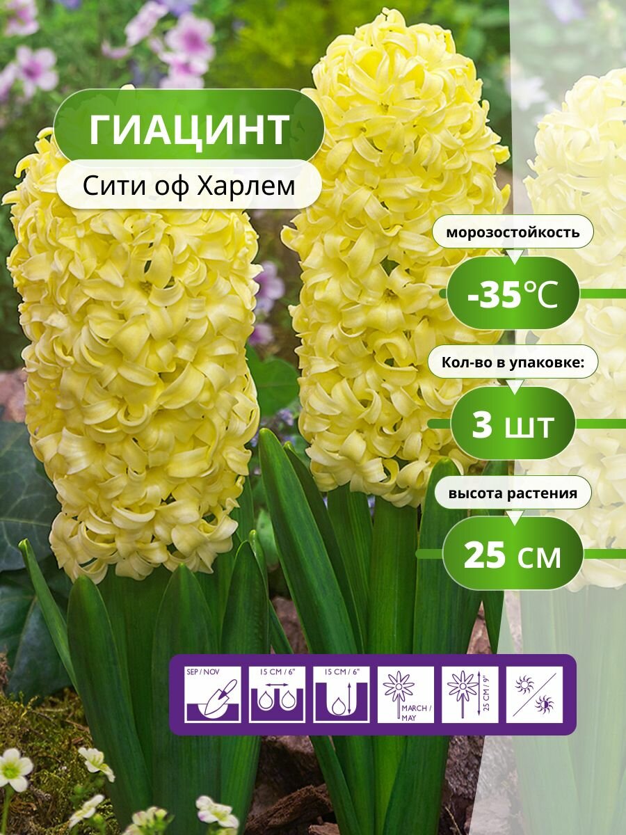 Гиацинт Сити оф Харлем (3 лук) / луковичные многолетние цветы