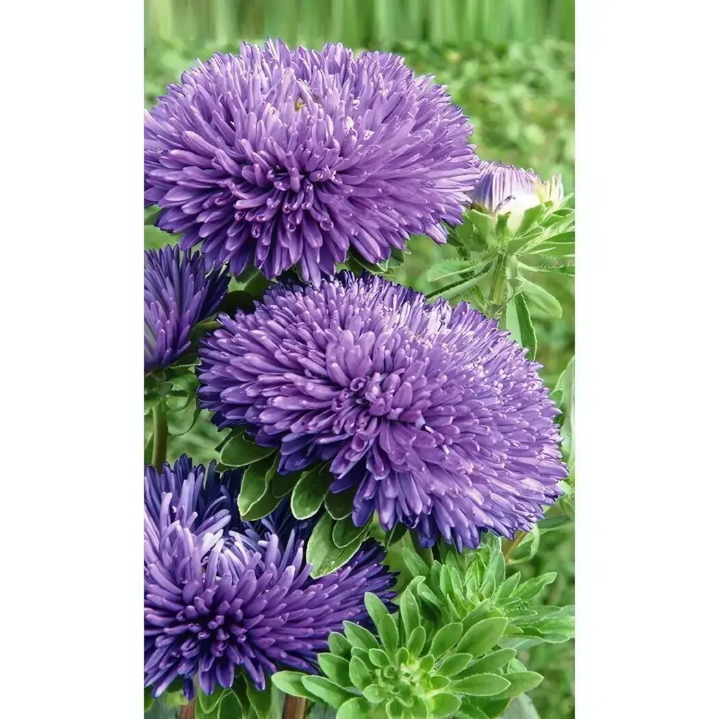 Семена астра коготковая 'Карткайзер' высота 70-75 см синие цветы