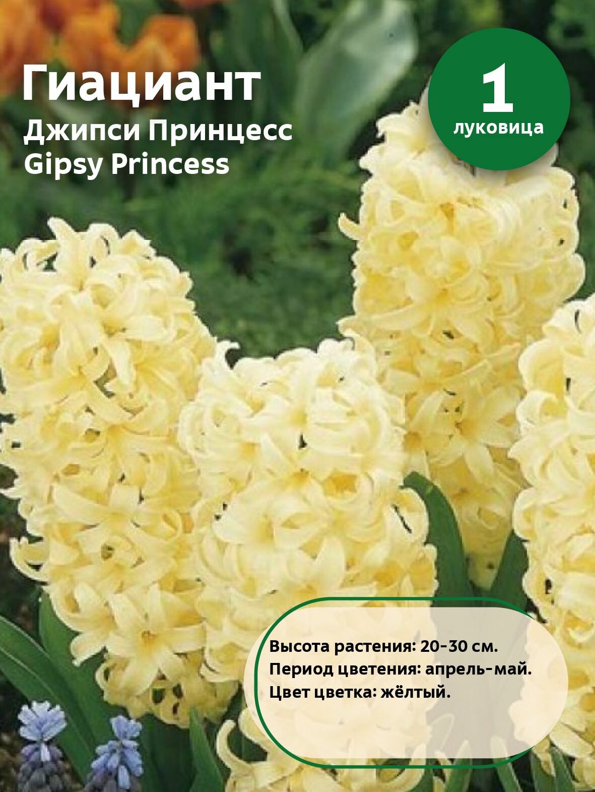 Гиацинт Джипси Принцесс (Цыганская принцесса/gipsy princess) 1 луковица