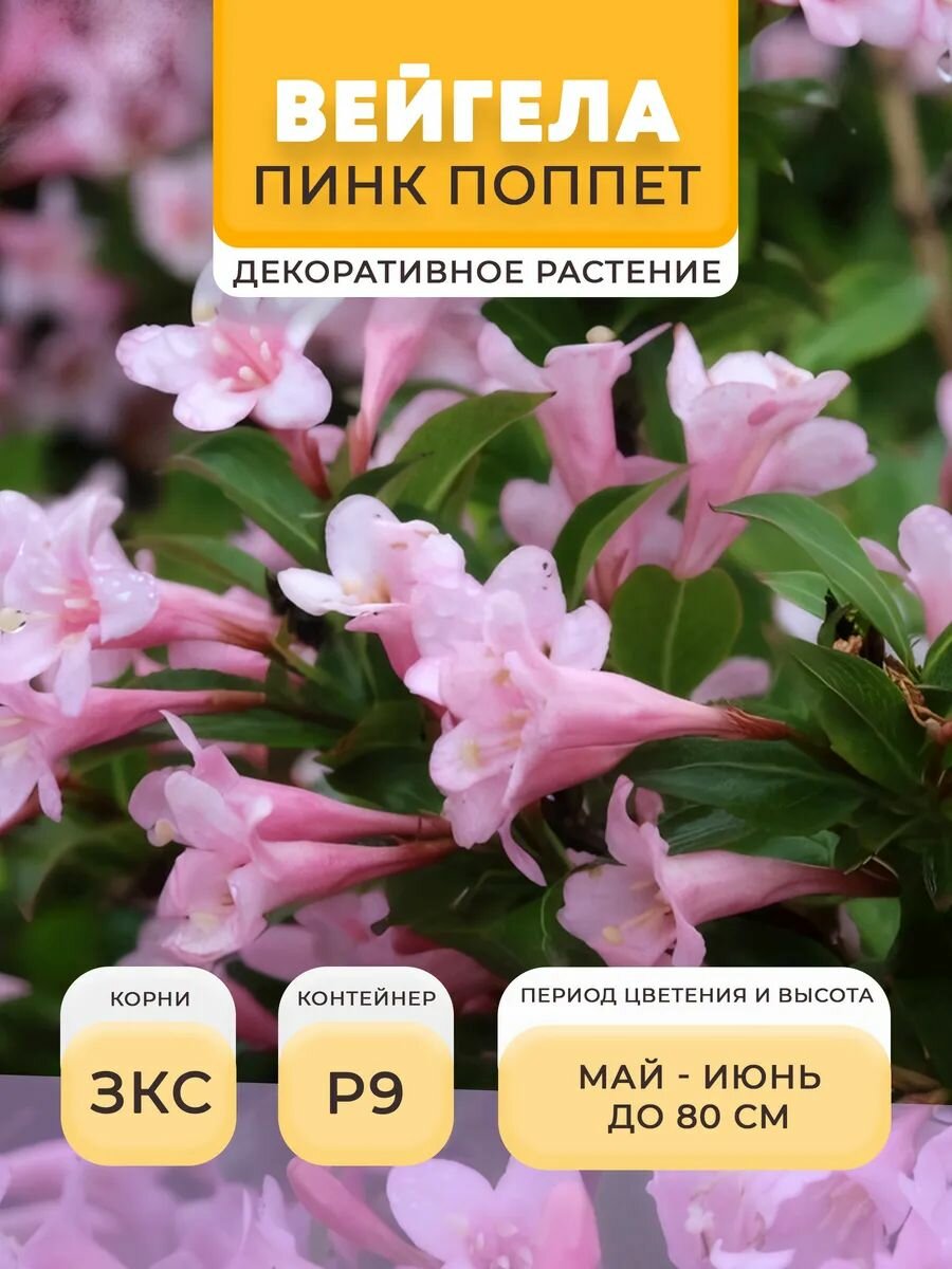 Вейгела саженец Пинк Поппет в горшке P9 05 л многолетнее | Микроклон