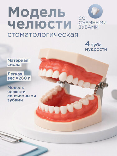Изображение товара Стоматологическая модель челюсти Svendsen "32Dent", со съемными зубами, белая, 260г