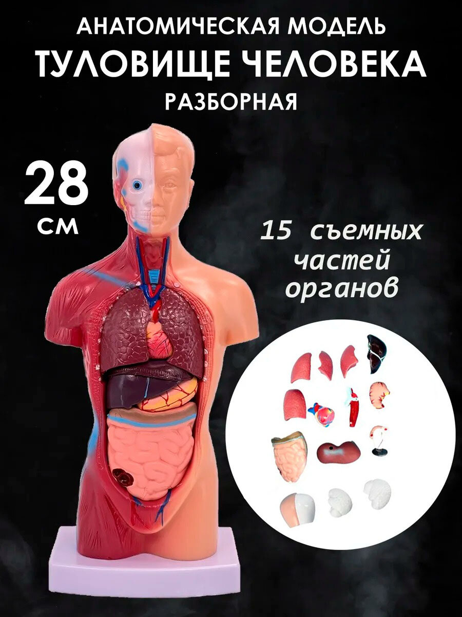 Туловище человека, анатомическая разборная модель