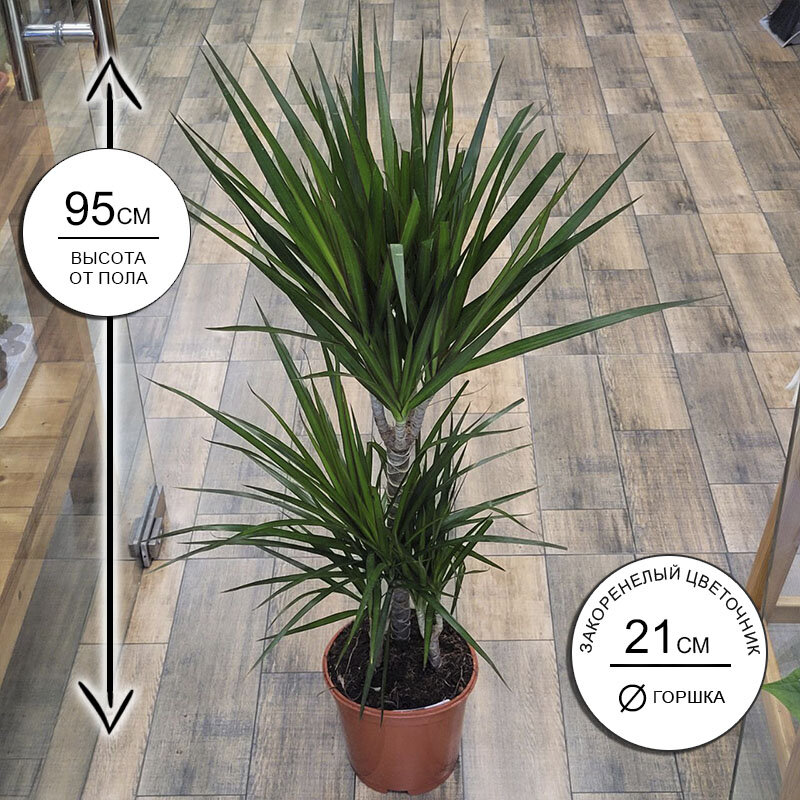 Драцена Маргината 3ств. 21*95 живое комнатное растение в горшке Закоренелый Цветочник