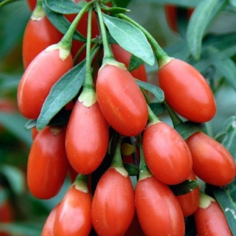 Семена Deodar SEEDS COMPANY Дереза китайская 50 шт.