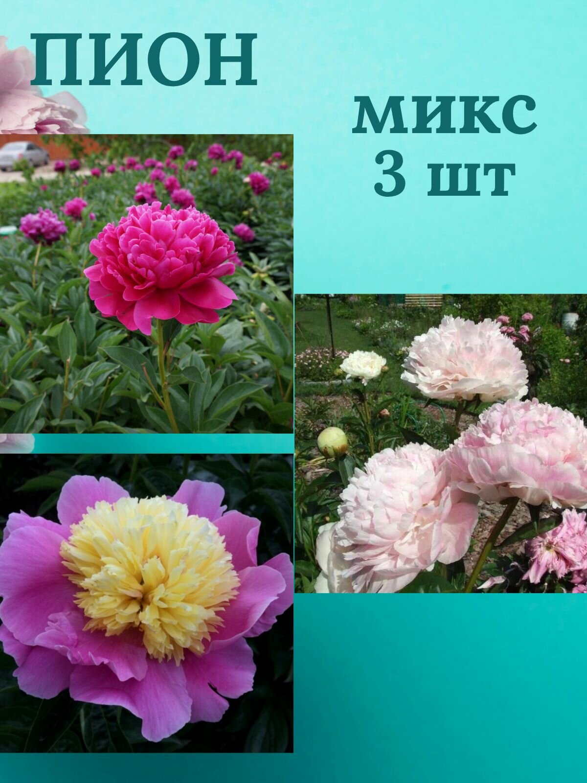 Пионы многолетние цветы Микс из 3 штук