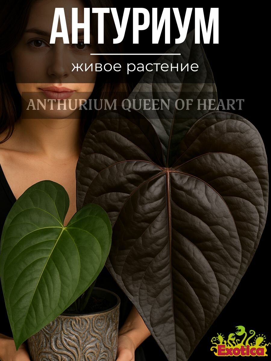 Антуриум Квин оф Хертс (Anthurium Queen Of Heart) D6см домашнее растение