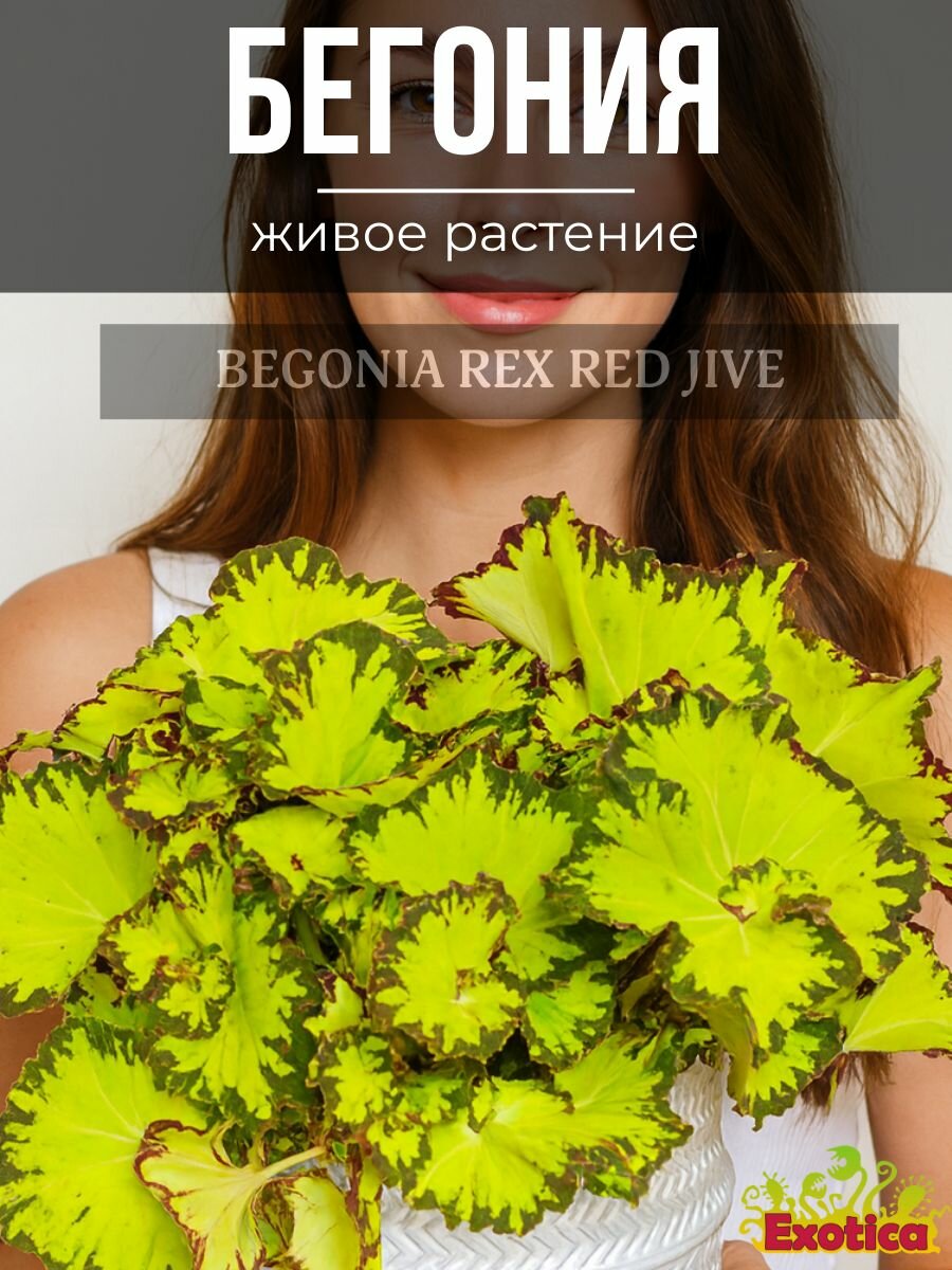 Бегония Рекс Ред Джайв (Begonia Rex Red Jive) D6см живое растение