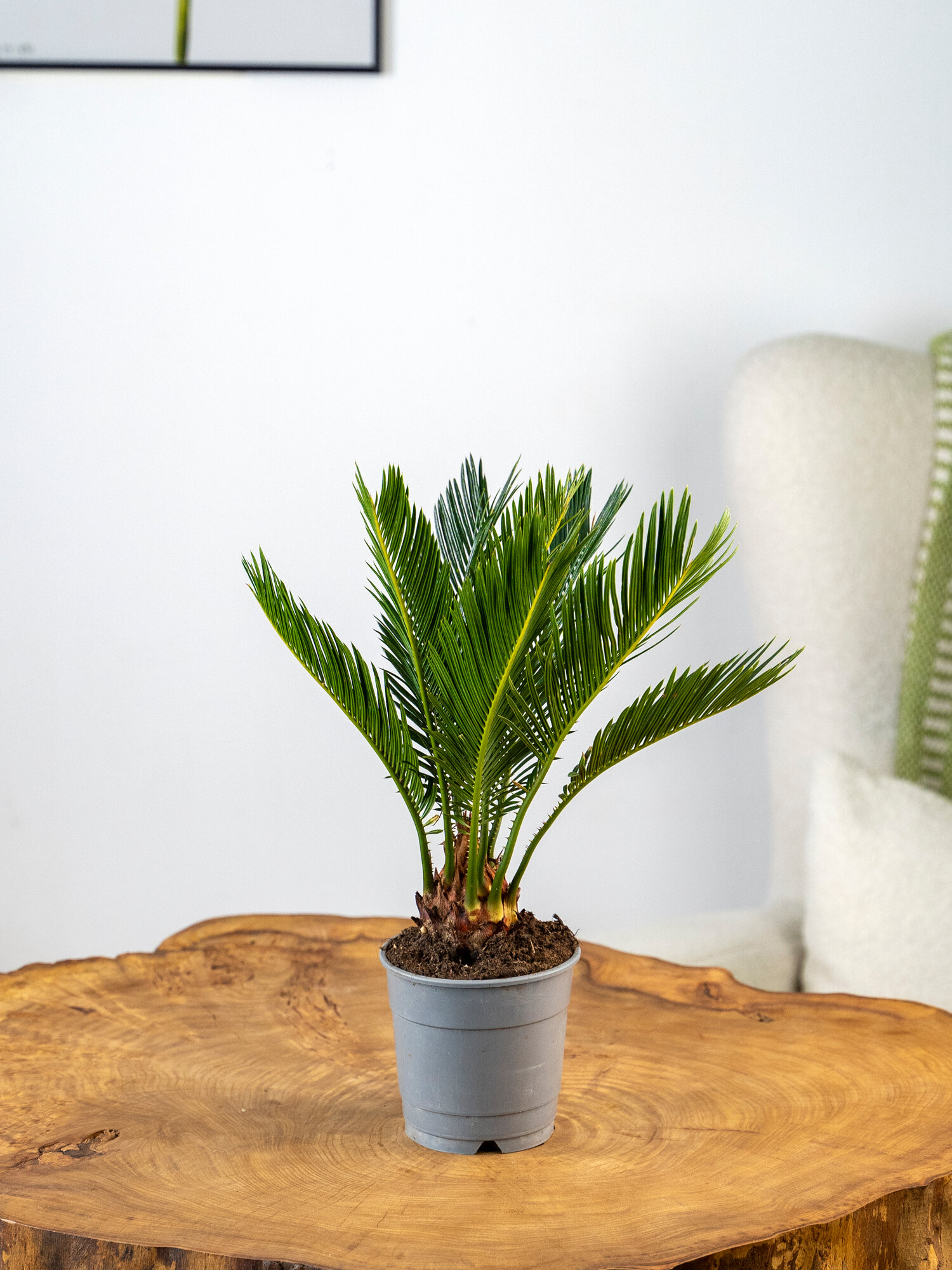 Geo Glass: Цикас домашний  живая пальма  комнатное растение 12/30 см