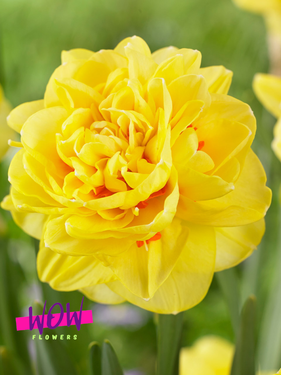 Луковицы цветов WOW FLOWERS  Нарцисс Инглиш Стайл махровый желто-оранжевый ( 5 штук )