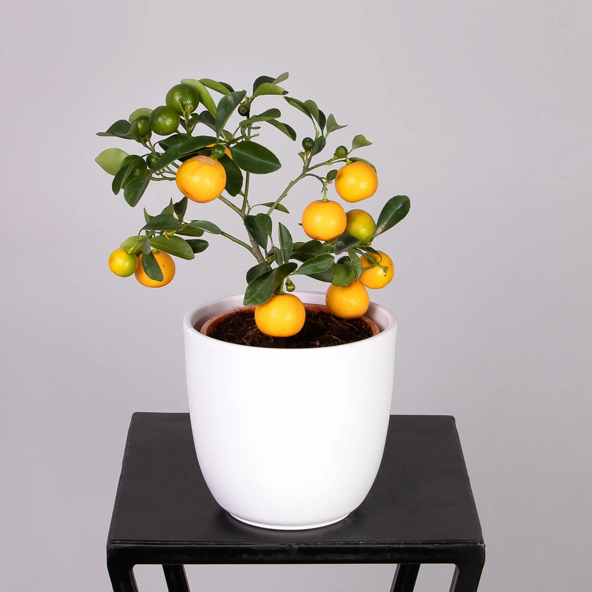 Цитрофортунелла Каламондин штамбовая (D-12 H-25)