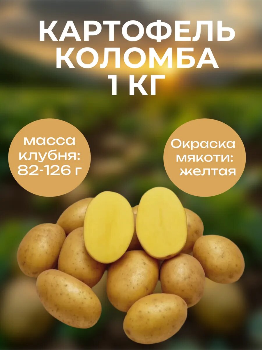 Картофель семенной Коломба  1 кг