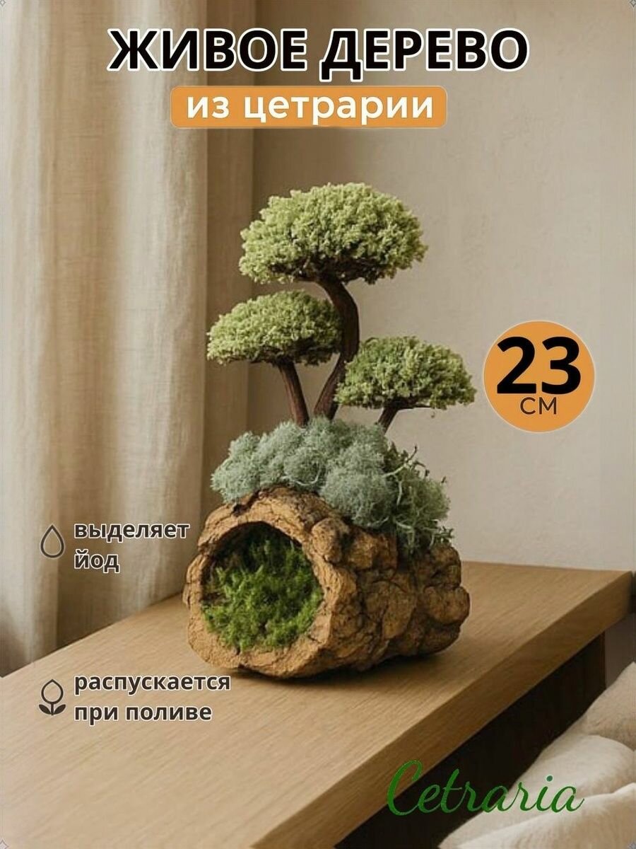 Статуэтка Цетрария Дерево на хомуте