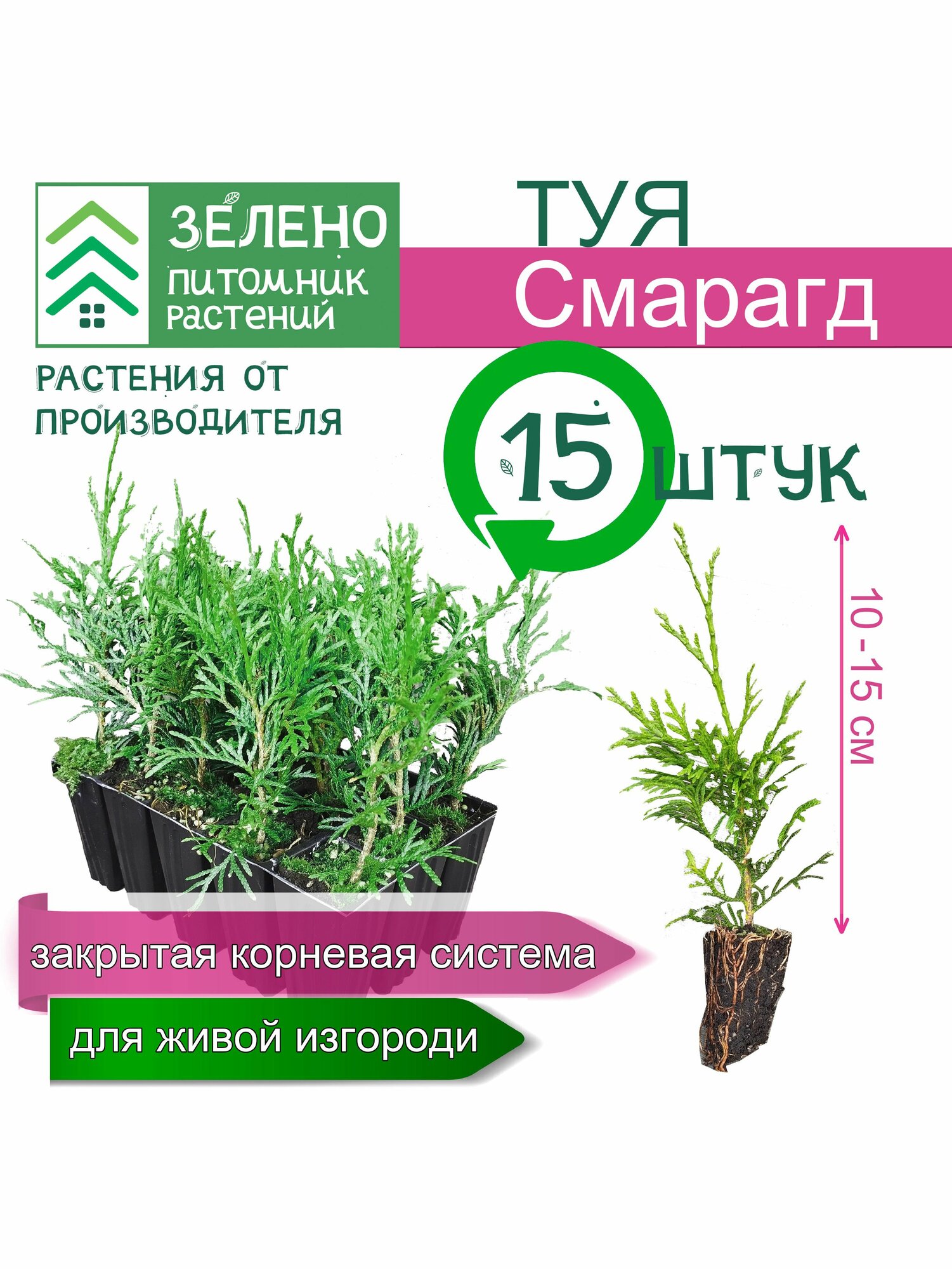 Туя Смарагд 10-15 см 15 саженцев набор