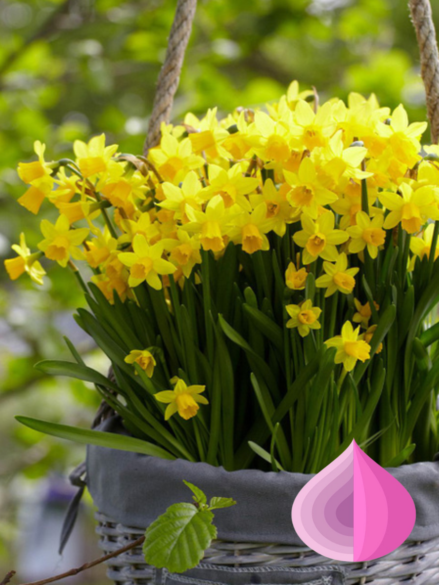 Луковицы цветов bulbs servise Нарцисс Тет-а-Тет  желтый ( 3 штуки )