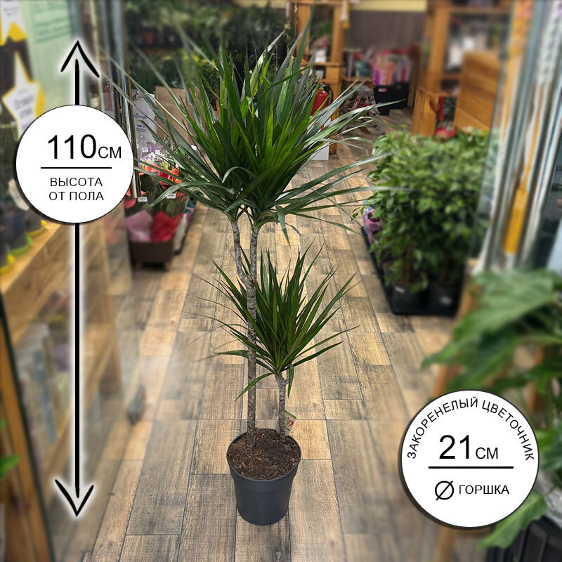 Драцена Маргината 2ств. 21*110 живое комнатное растение в горшке Закоренелый Цветочник