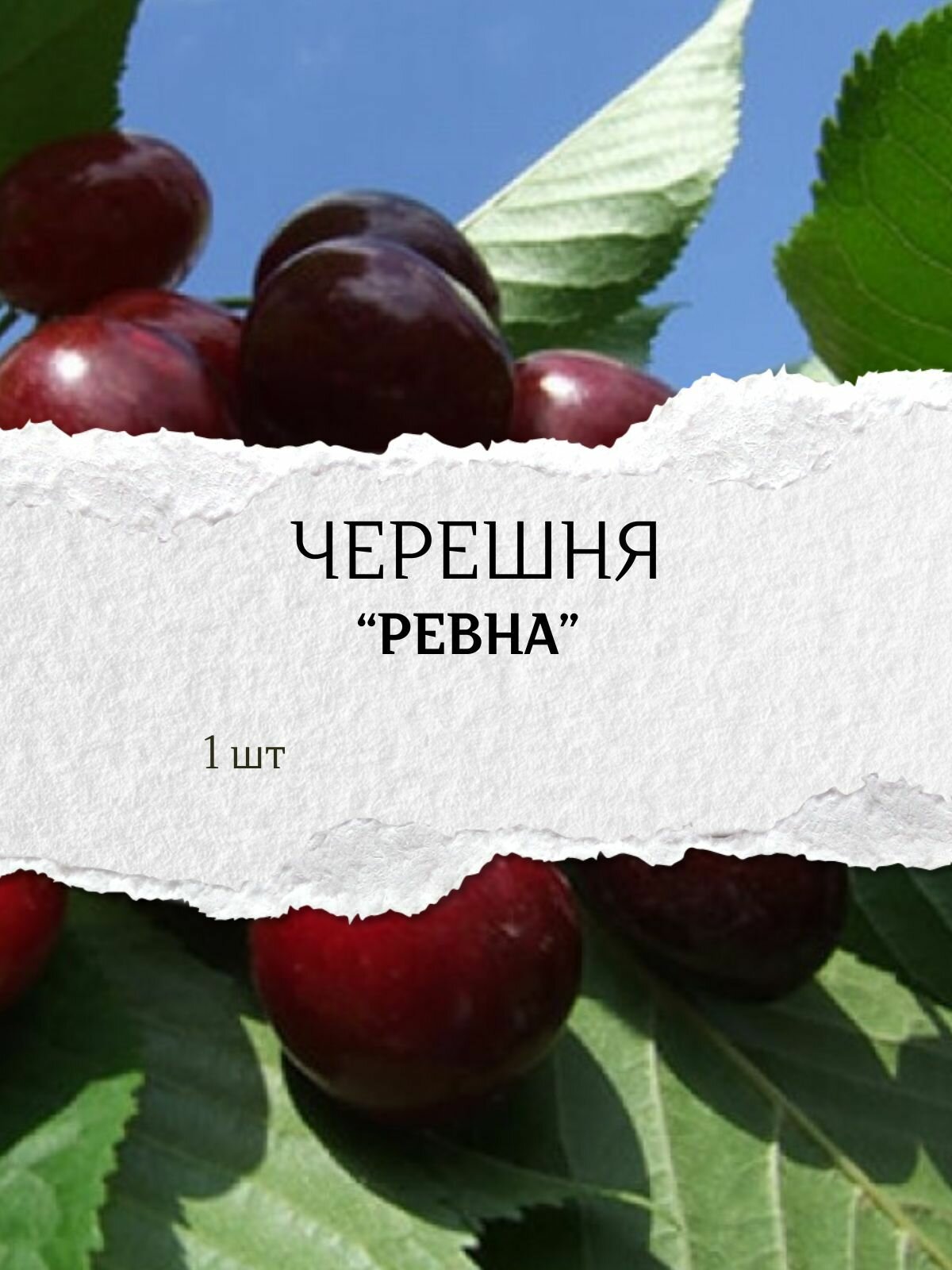 Черешня 