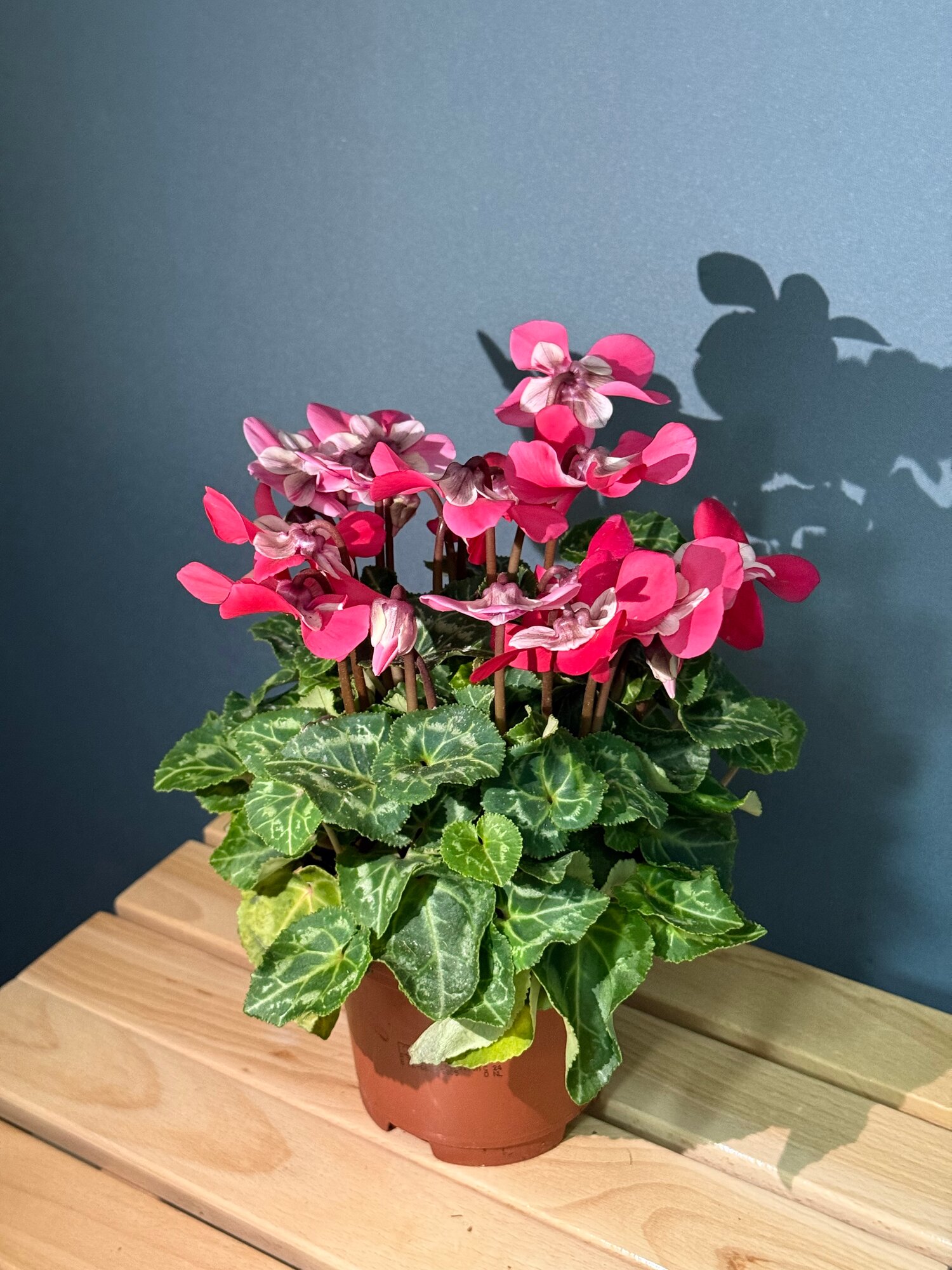 Цикламен персидский (Cyclamen persicum) — комнатное растение с роскошными розово-малиновыми цветами