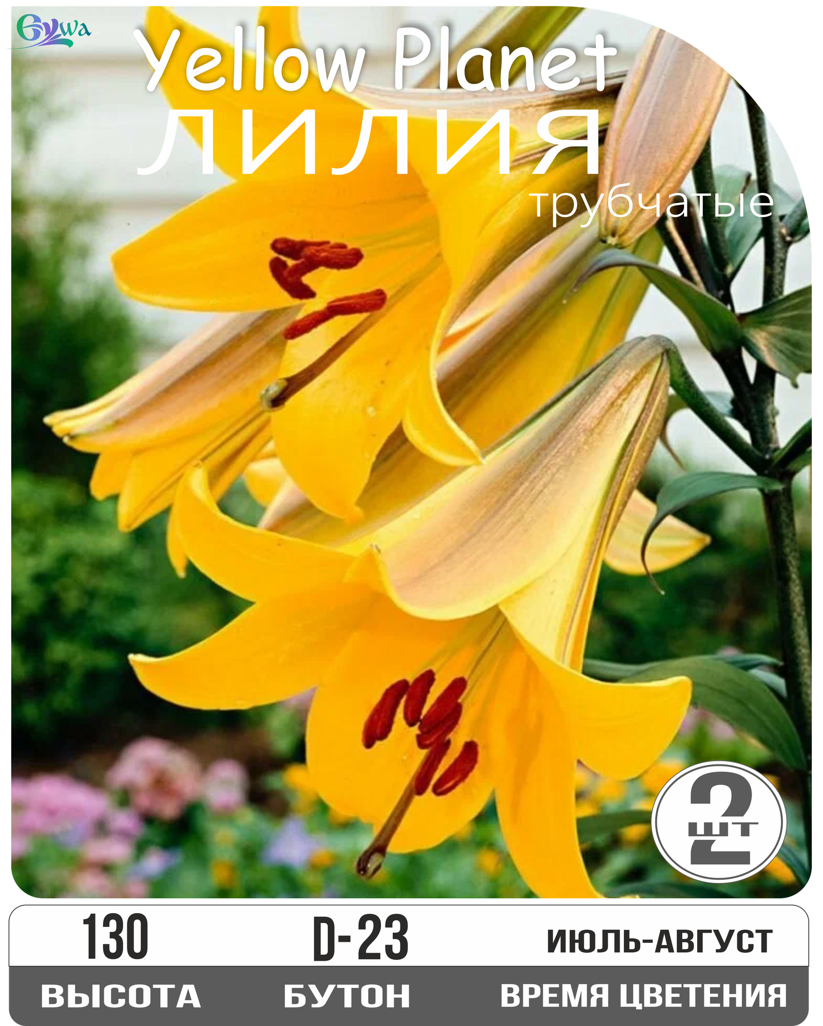 Лилия луковицы Еллоу Планет трубчатые многолетние высота 130 см желтые 2шт.