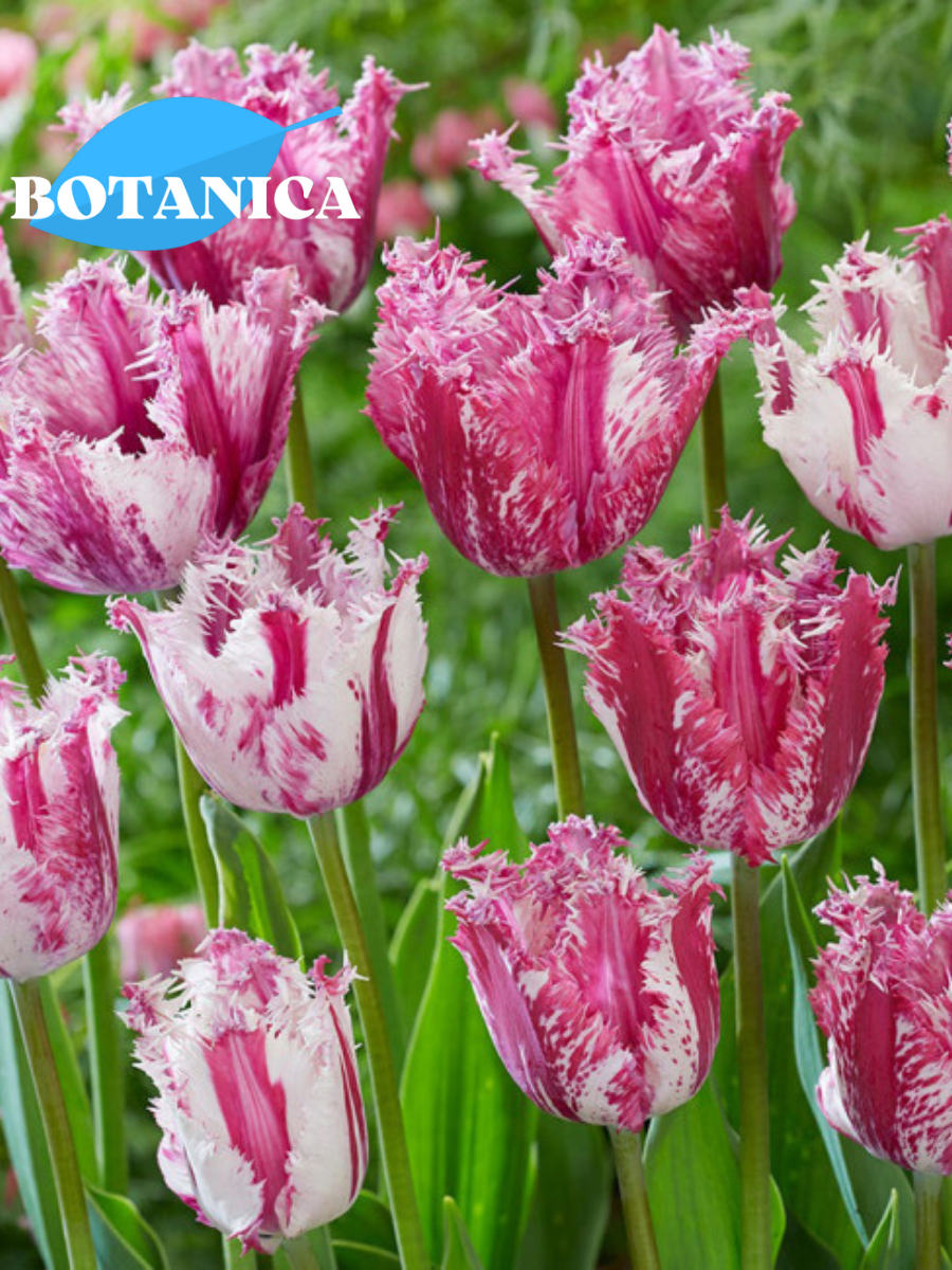 Луковицы цветов, botanica garden, Тюльпан Пепл Цирк (3 штуки)