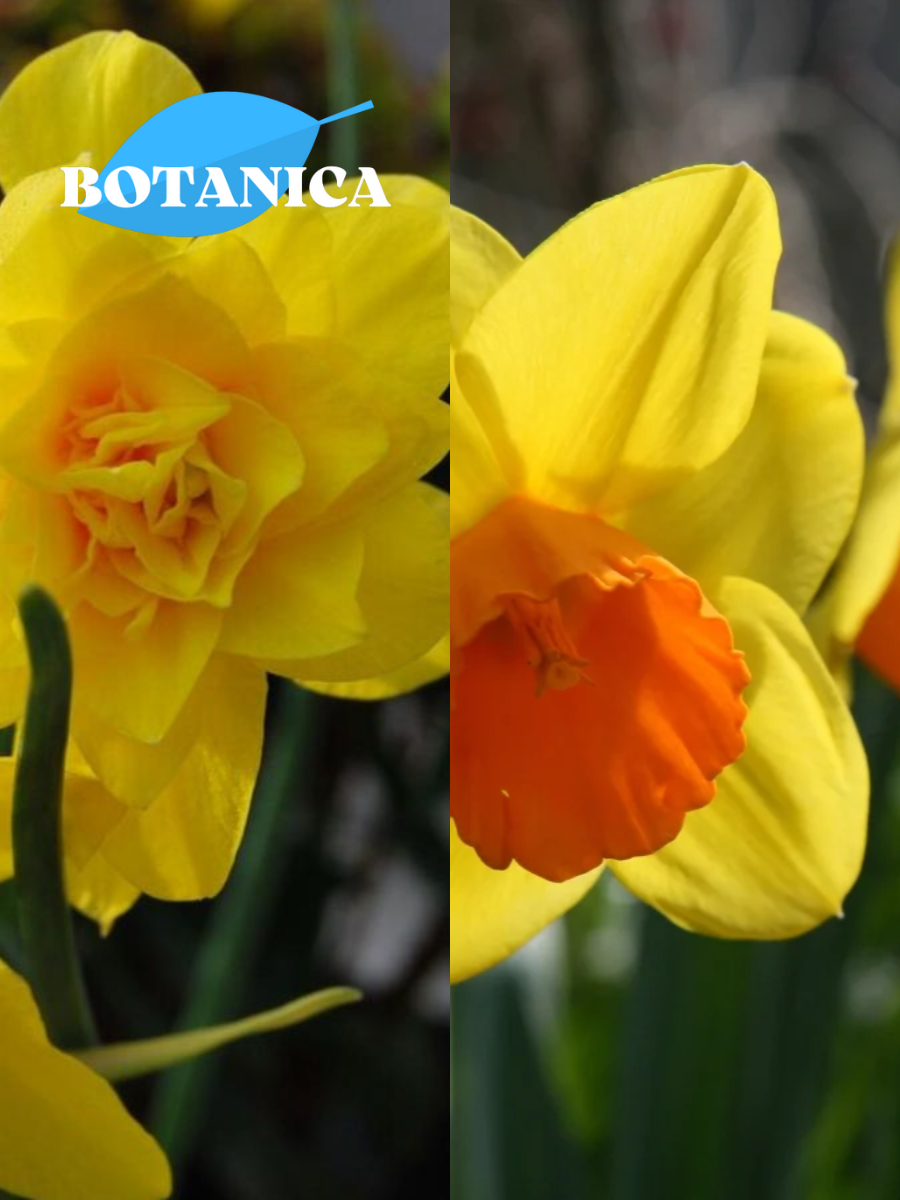 Луковицы цветов botanica garden TWIN Нарциссы Дабл Кампернель 5шт/Джетфаер 5шт (10 луковиц)