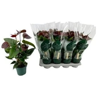 Антуриум андрианум Эссенция (D-12 H-40)