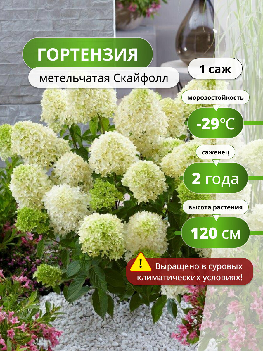 Гортензия метельчатая Скайфолл, гортензии, морозостойкий, ЗКС