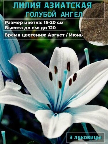 Изображение товара Лилия азиатская Голубой ангел, 3 луковицы