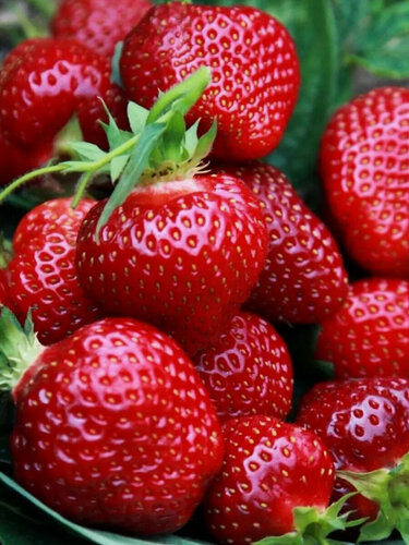 Изображение товара Клубника "Прими" ЗКС 10 шт, многолетнее растение, крупноплодная