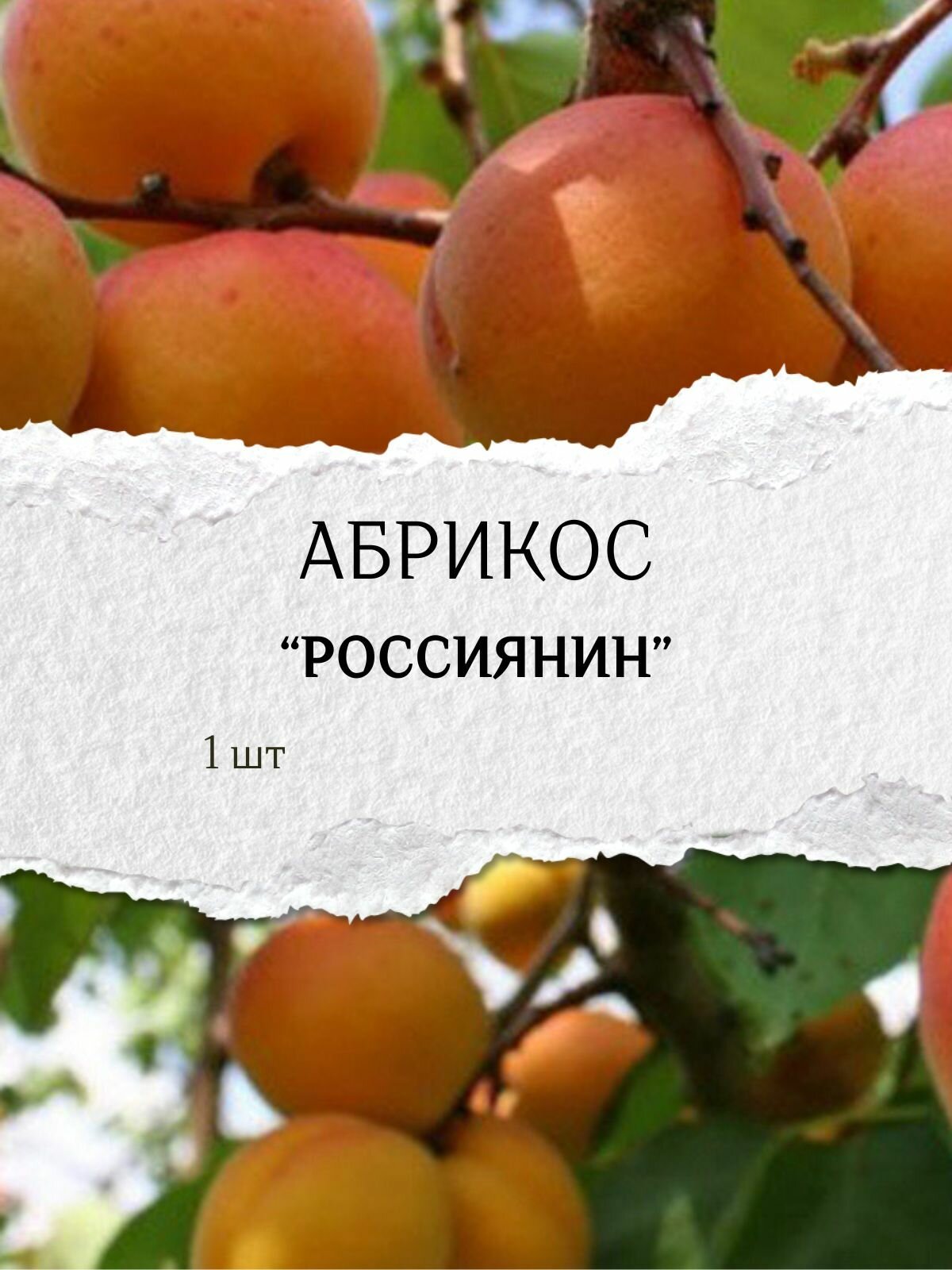 Абрикос 
