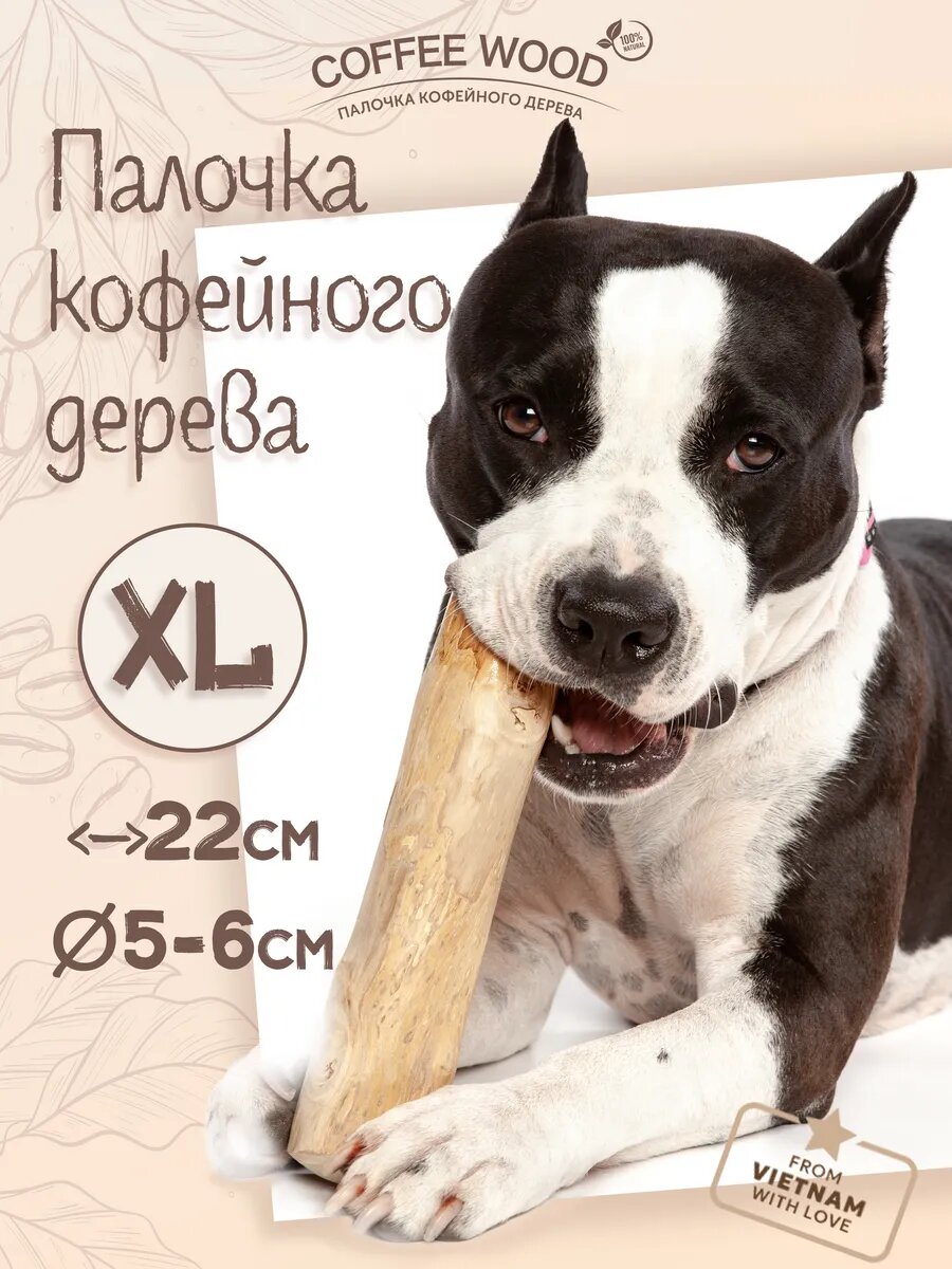 Палочка кофейного дерева XL