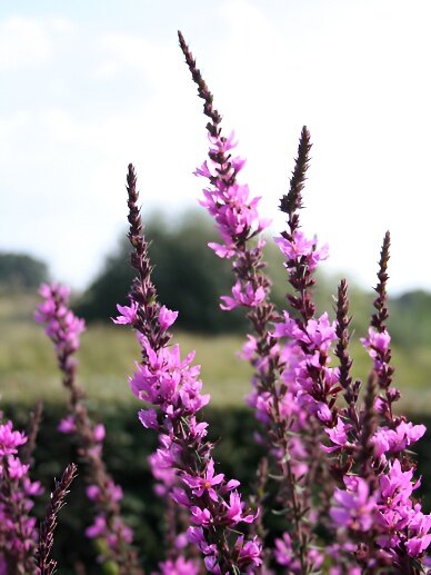 Дербенник иволистный Роберт - 1000 шт. семян