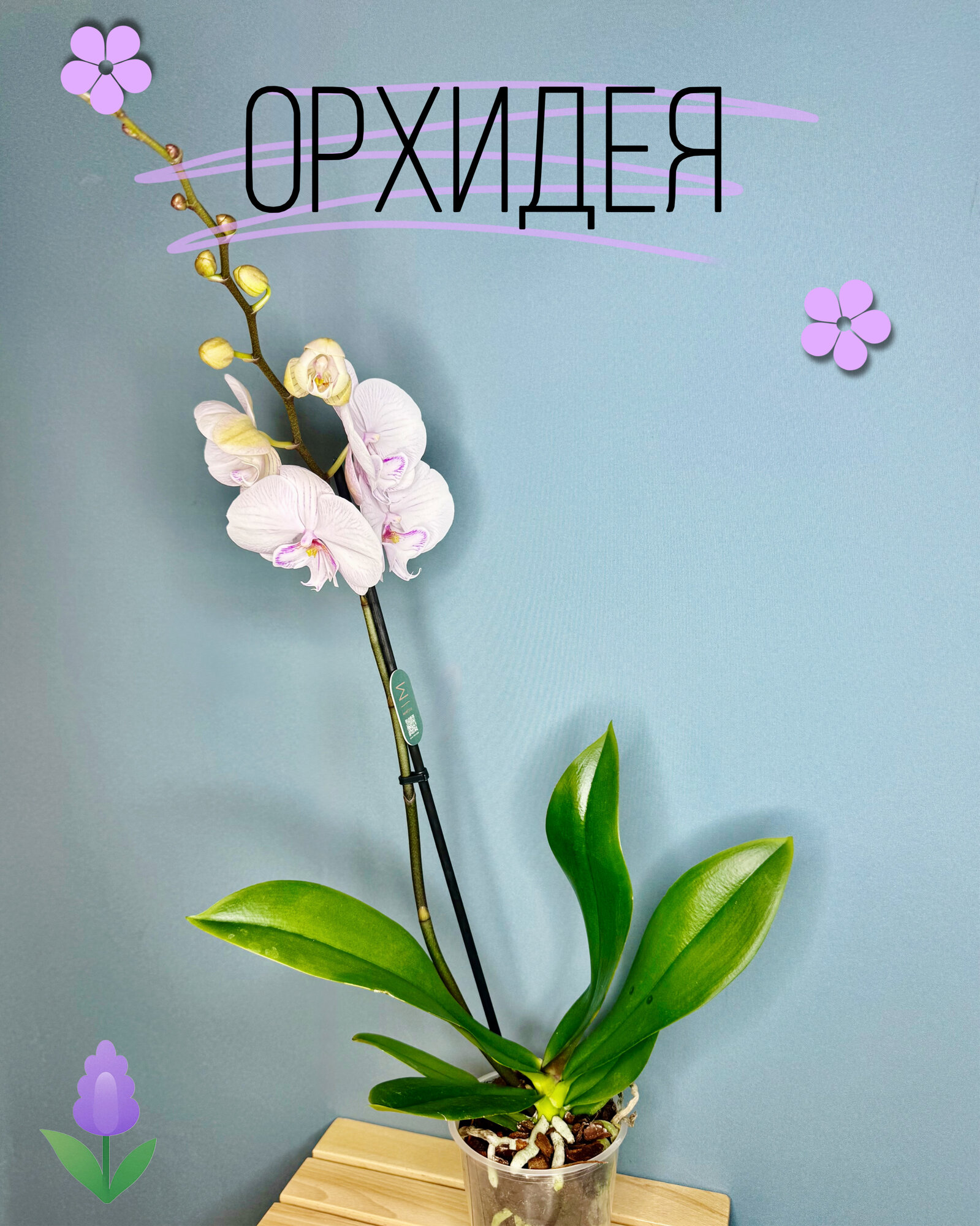 Орхидея Фаленопсис Макси 1 цветонос (Phalaenopsis) — элегантность в каждом цветке