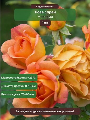 Изображение товара Роза "Алегрия", спрей, оранжево-светло-розовая, 30 см, 600 г