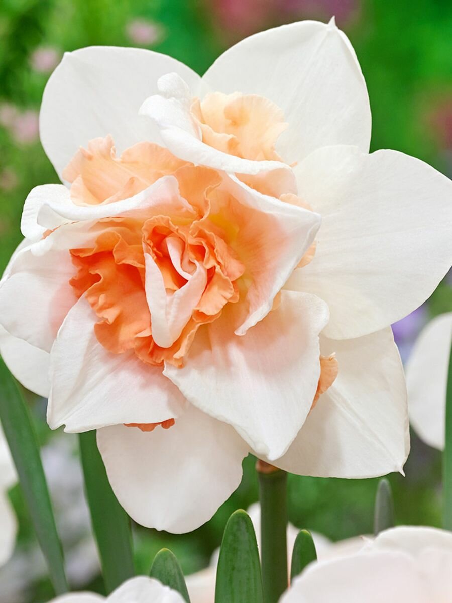 Нарцисс луковицы махровый Реплит 5 шт высота 40 см морозостойкие