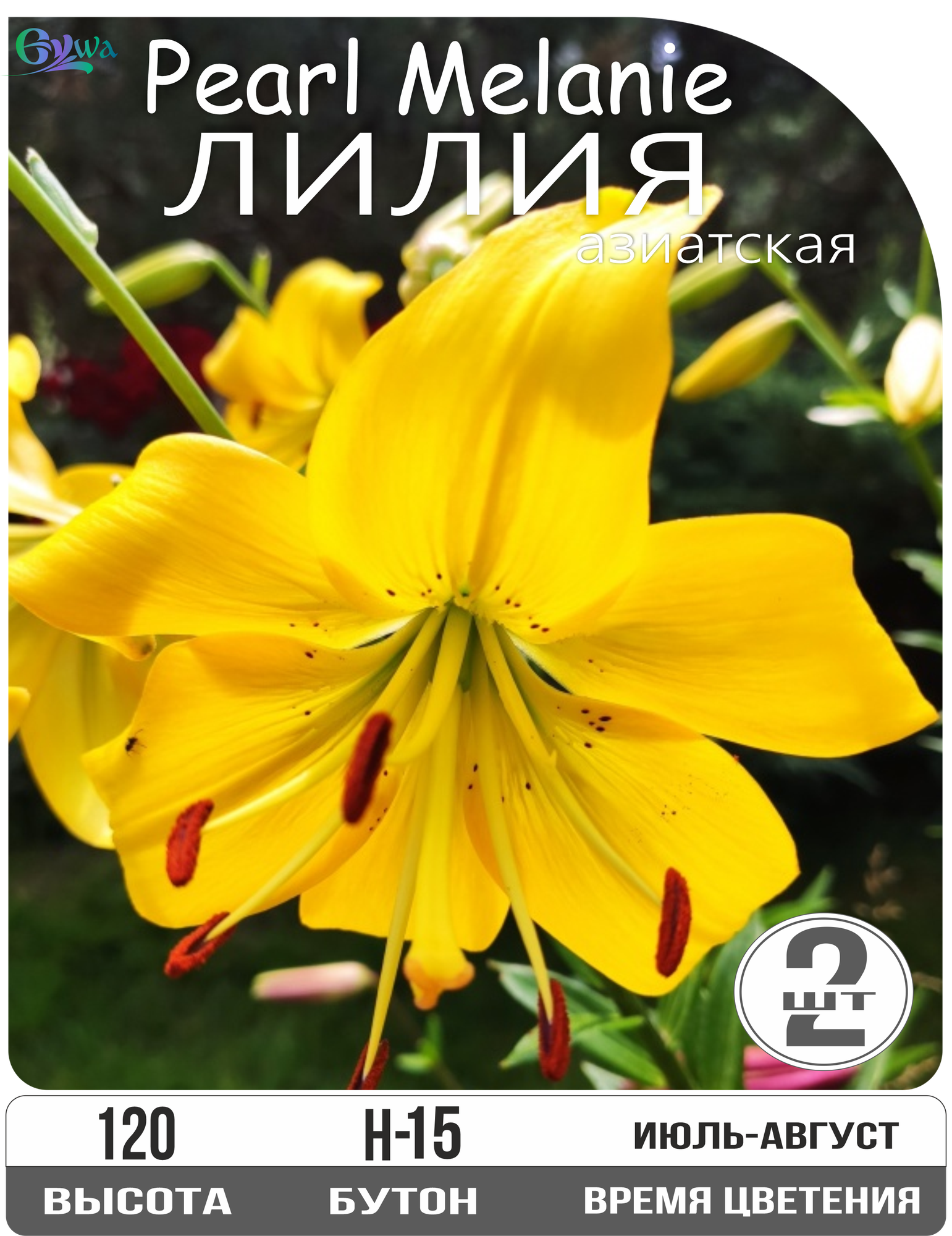 Лилия луковицы многолетние Перл Мелани азиатская многолетник высота 120 см лимонно-желтый 2шт.