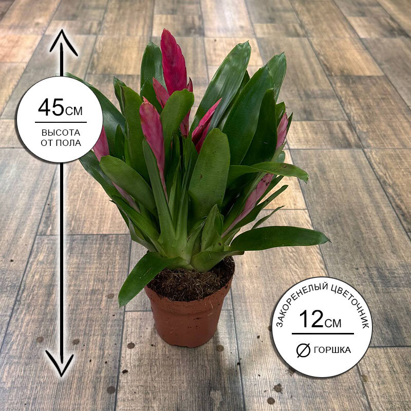 Вриезия Интенсо розовая 12*45 живое комнатное растение в горшке