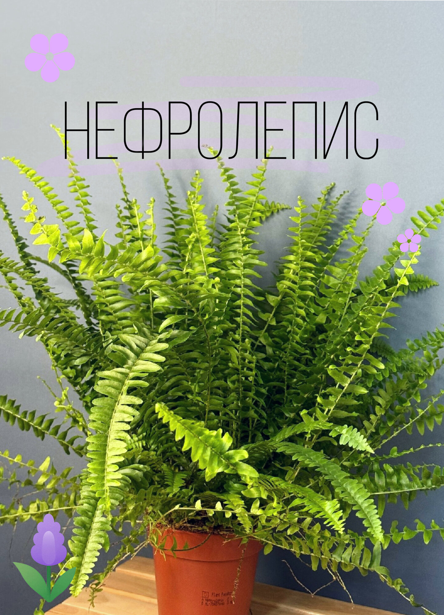 Нефролепис (Nephrolepis exaltata ‘Green Lady’) — пышный зелёный водопад свежести и уюта