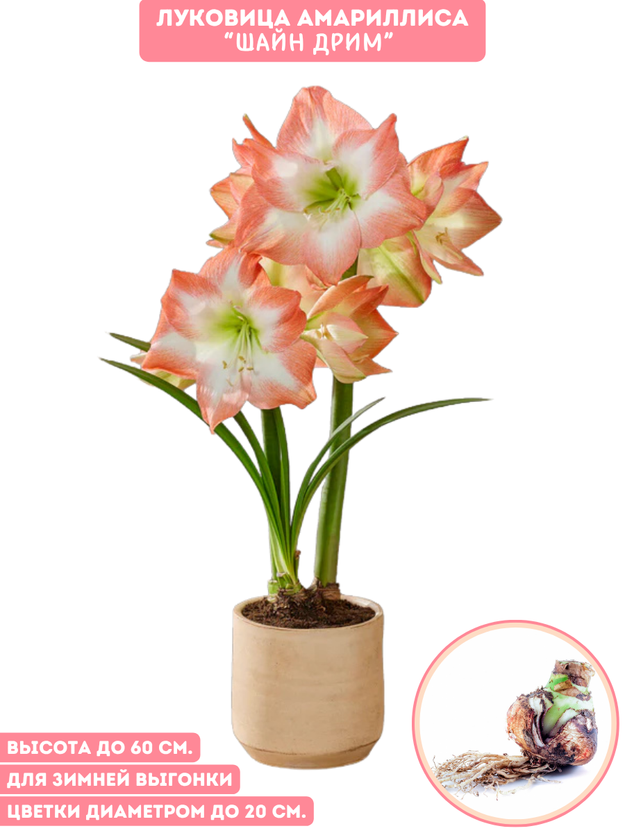 Амариллис «Шайн Дрим» бело-розовый 50/60 см луковица готовая к посадке - 1 шт.