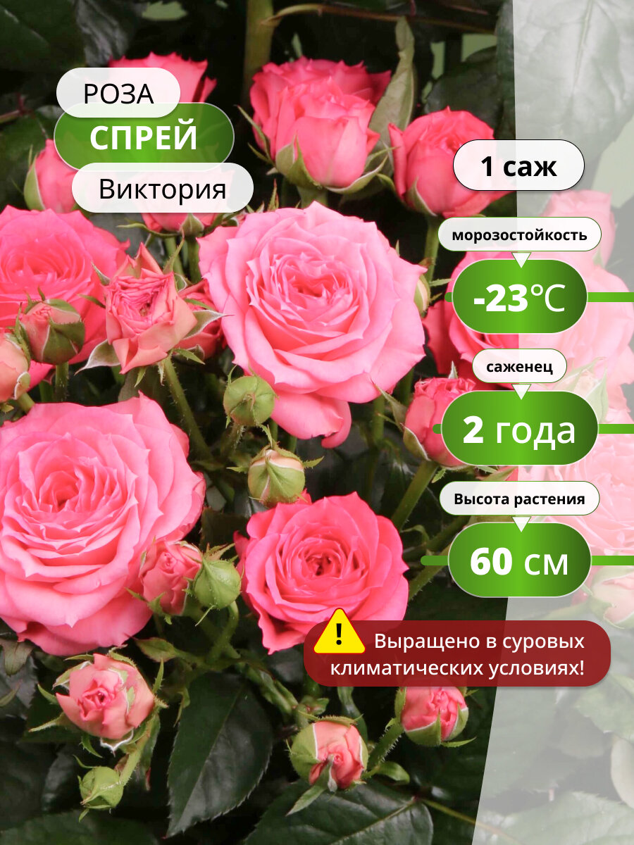 Роза спрей Виктория, розовая, многолетняя, высота 60 см, 1 саженец