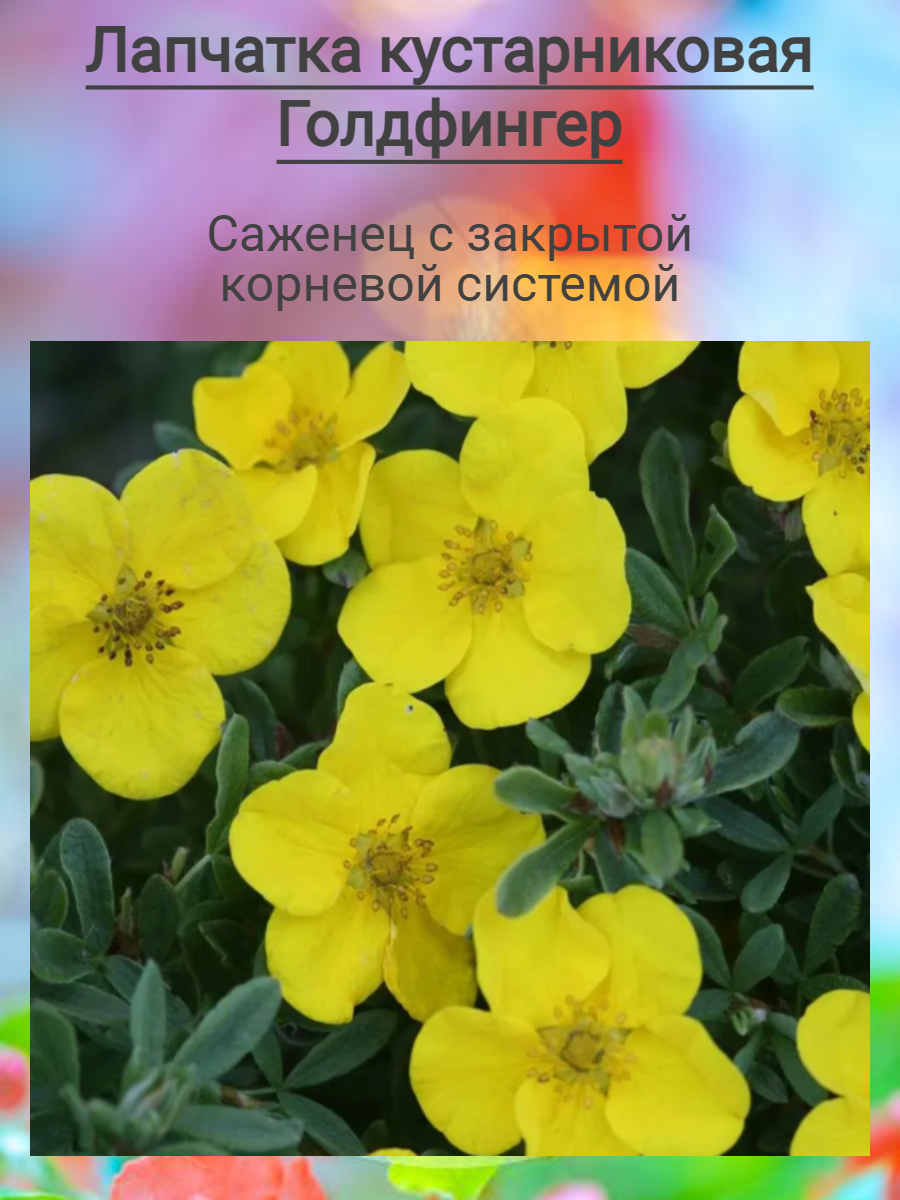Лапчатка кустарниковая Голдфингер