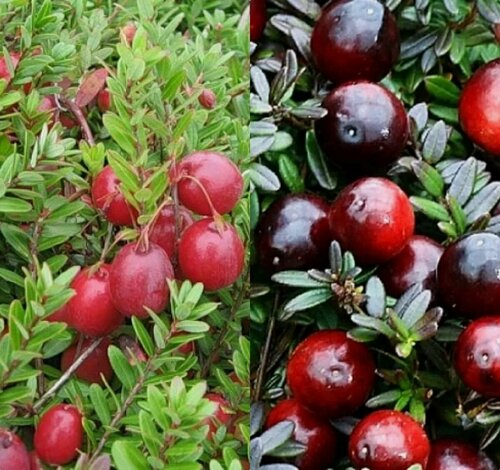 Изображение товара Комплект крупноплодной клюквы Ягода Севера из 2 сортов / морозостойкие