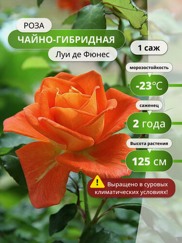 Изображение товара Роза чайно-гибридная "Луи де Фюнес", оранжевая, непрерывноцветущая, до 100 см