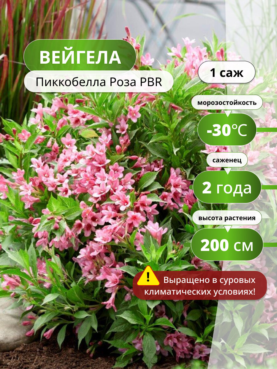 Вейгела цветущая Пиккобелла Роза PBR (Picobella Rosa) / вейгелы