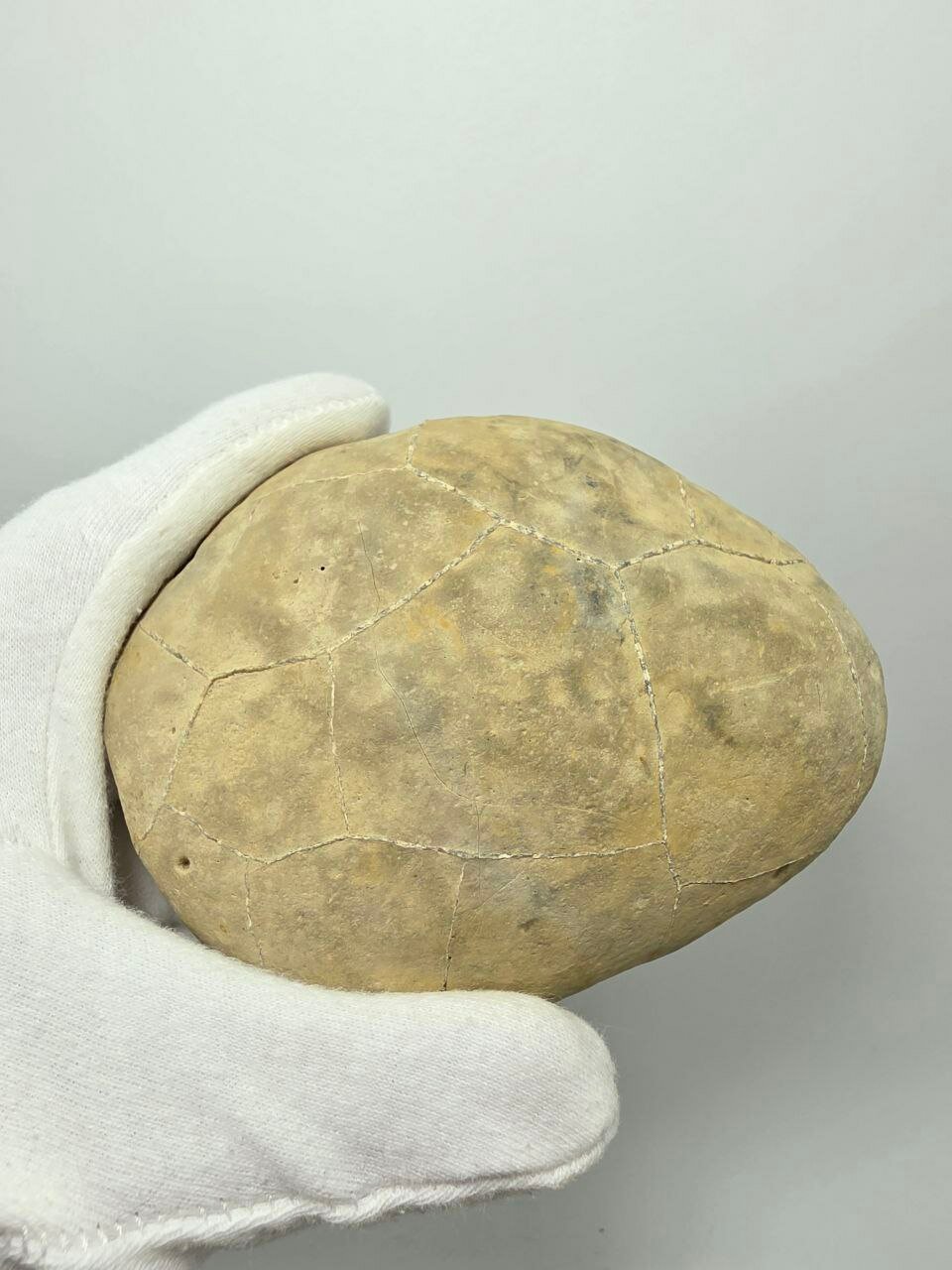 Септария 111 мм, 587 г. — фото 1