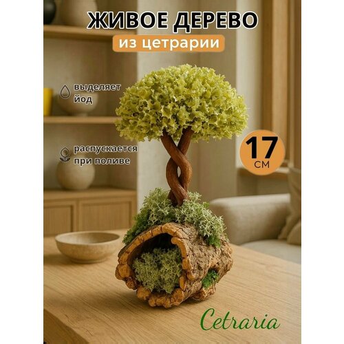 Живое дерево Cetraria, 17см, на цилиндрической коре, исландский мох, ручная работа