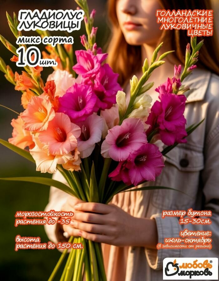 Гладиолус Луковица, Микс сортов, разбор 14+, 10шт